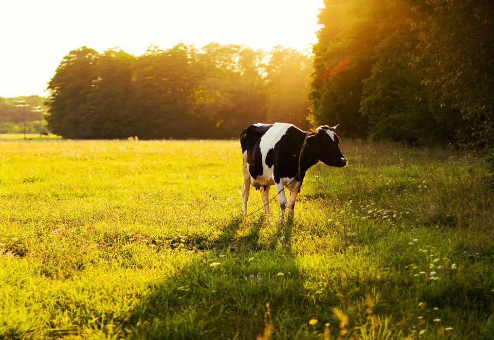 Σχέση της διατροφής με τη γονιμότητα των αγελάδων γαλακτοπαραγωγής